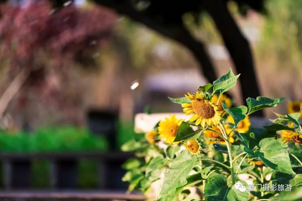 周末必约 厦门几处向日葵全面绽放 美翻全城 而且免费 腾讯新闻