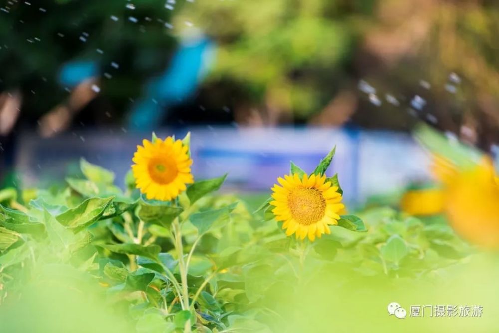 周末必约 厦门几处向日葵全面绽放 美翻全城 而且免费 腾讯新闻