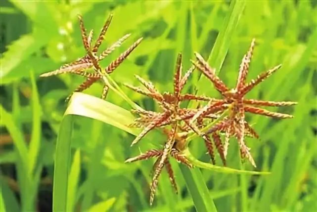 小的时候我们曾经当玩具的草,三菱草它的作业很大一起看看吧