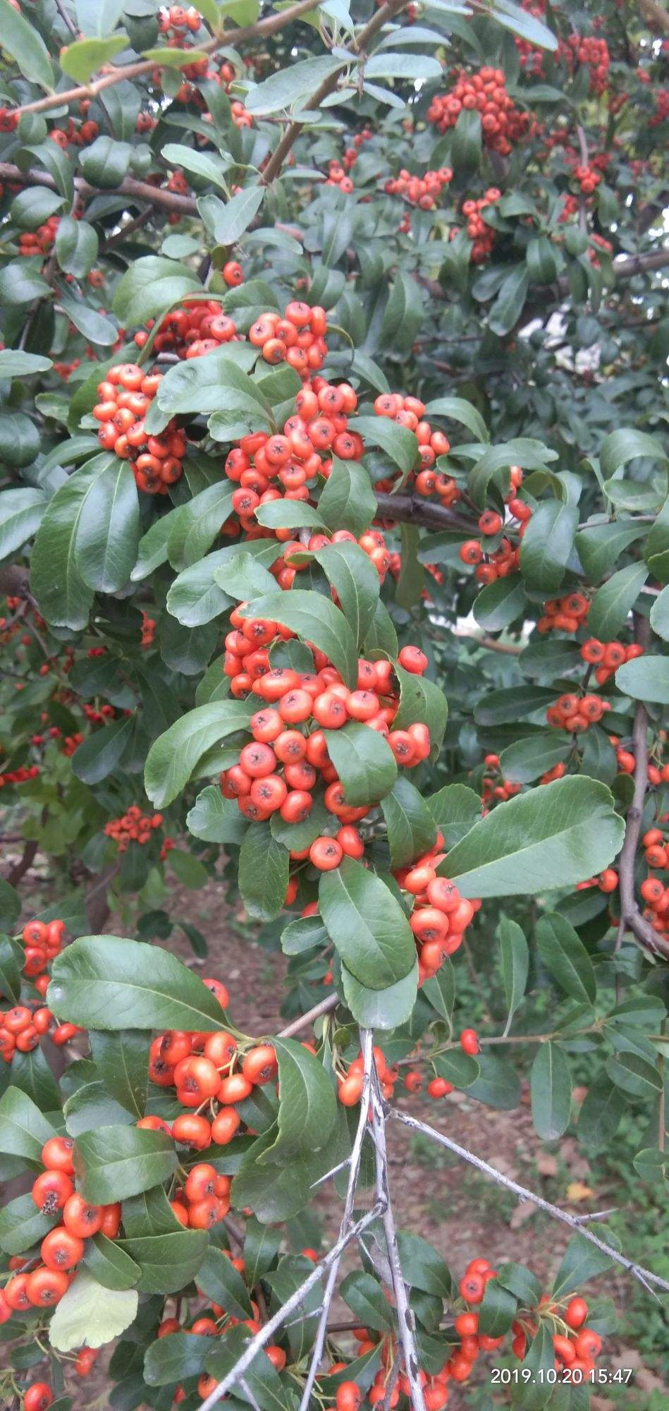 秋天漫山遍野的小红果是饥荒年代的救命果现在估计没人认识了