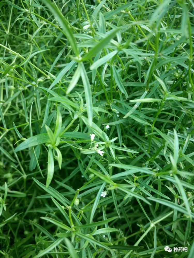 本草日历白花蛇舌草与水线草鉴别