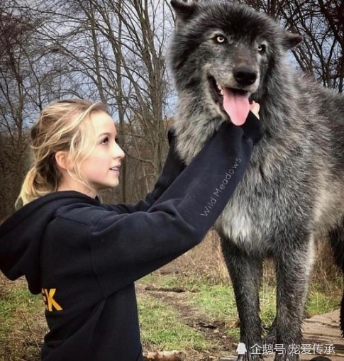 世界上体积最大的军犬 因身体特殊属性 让它成为 屠狼机器 腾讯新闻