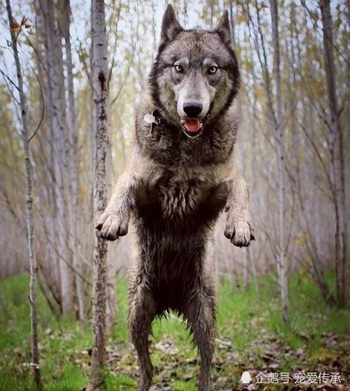 世界上体积最大的军犬 因身体特殊属性 让它成为 屠狼机器 猛犬 犬种 爱尔兰猎狼犬