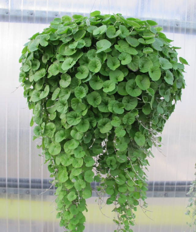 把植株悬挂起来养护,马蹄金可以快速生长,冒出修长的枝条,稠密的叶片