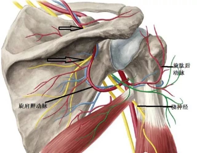 2,肩胛上神经通常在肩胛切迹远侧 1cm 处发出 2 运动支到冈上肌;在
