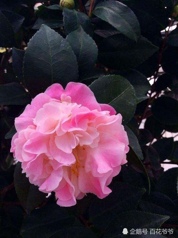 买茶花,选这一种就够了,花朵自带仙气儿,号称"活香水"!