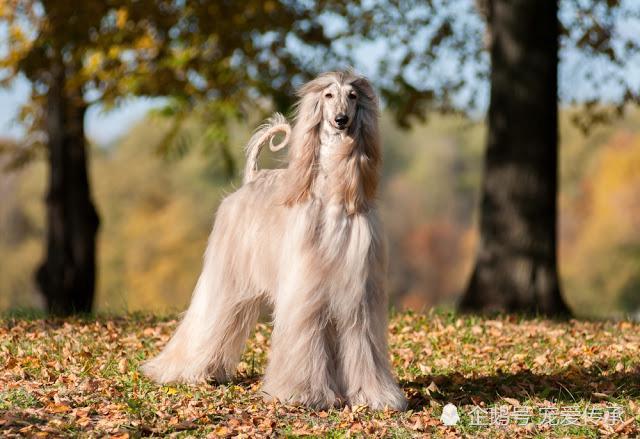 5种大型犬 不但价格高 护理贵 生病刷爆你的信用卡 想好再养 腾讯新闻