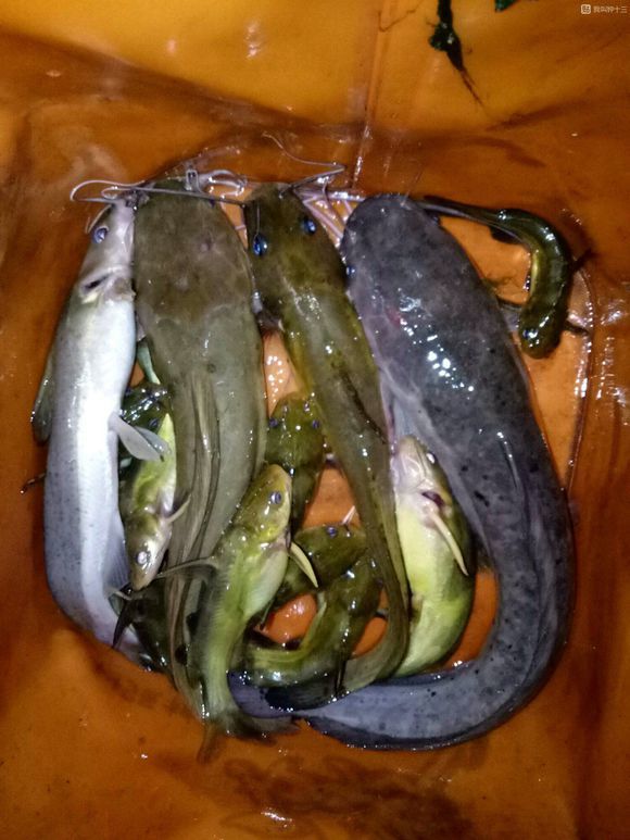 炮弹?贵州男子红水河垂钓,水底拉起一"铁疙瘩",网友:摔几下看看