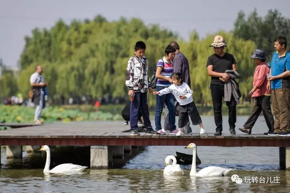 米沢琉球】グレー地に鳥柄-