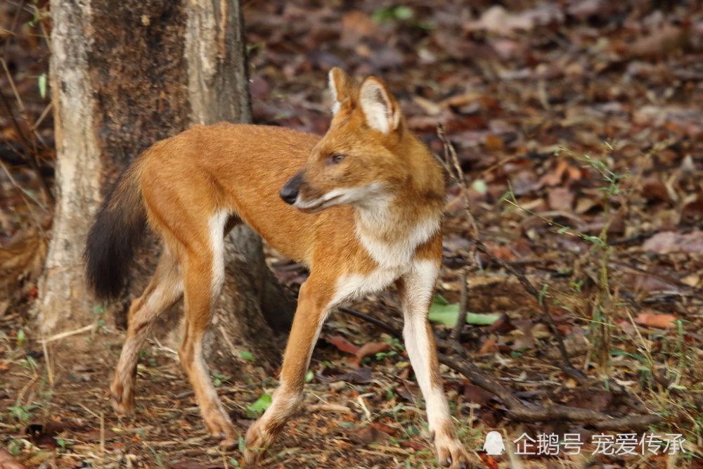 印度野狗,堪比非洲鬣狗,每年1600万人被攻击,泛滥成灾