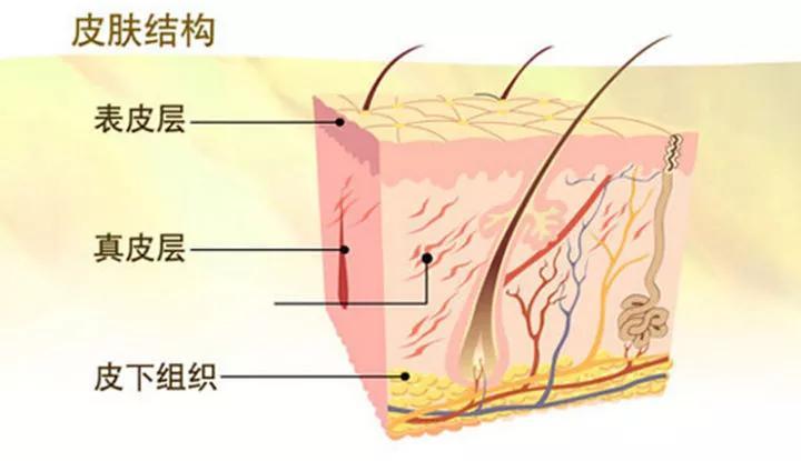 教你認識自己的皮膚結構,從此不被外傷困擾_騰訊新聞