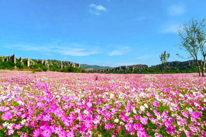 昆明郊區這些地方,藏著昆明最美的風景