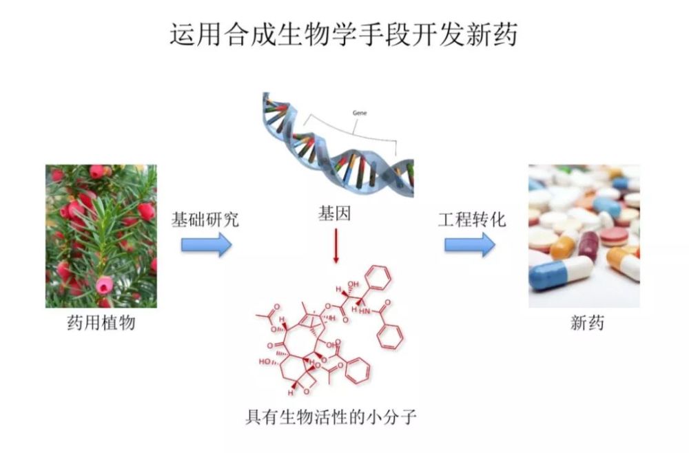 化学合成生物