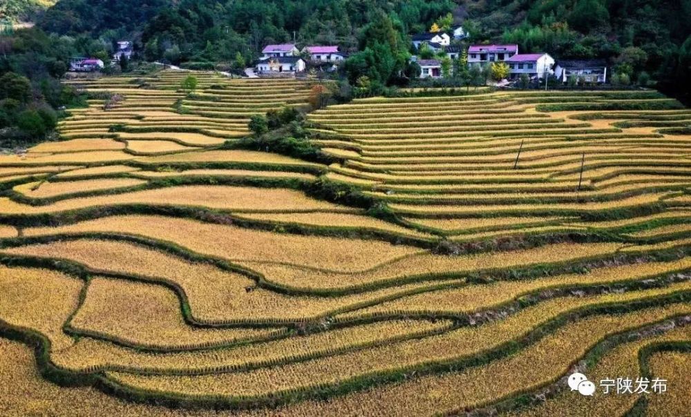10月18日无人机拍摄的陕西宁陕县城关镇寨沟村的稻田.