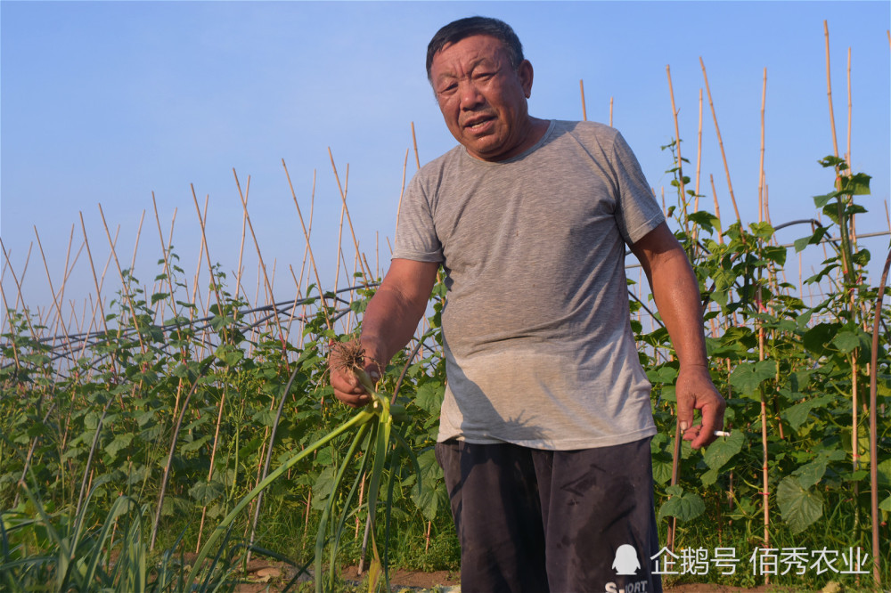 老菜农告诉你 哪4类蔬菜很少使用农药 葱姜蒜未上榜 腾讯新闻