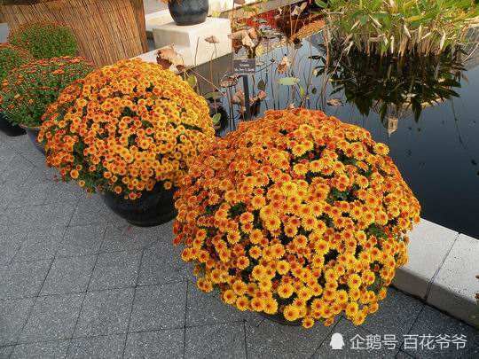 冬天买花就选 它 一盆不到块 花开成球真好看 腾讯新闻