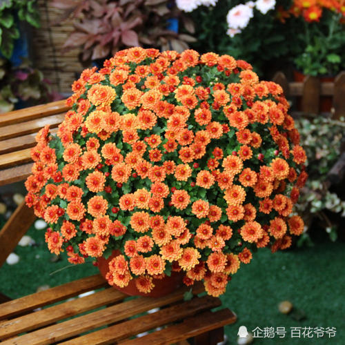冬天买花就选 它 一盆不到块 花开成球真好看 腾讯新闻