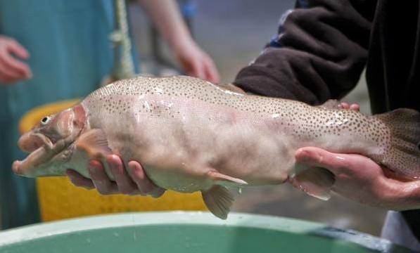 不过虽然看起来很凶恶,但它的性格和普通的小灵犬没