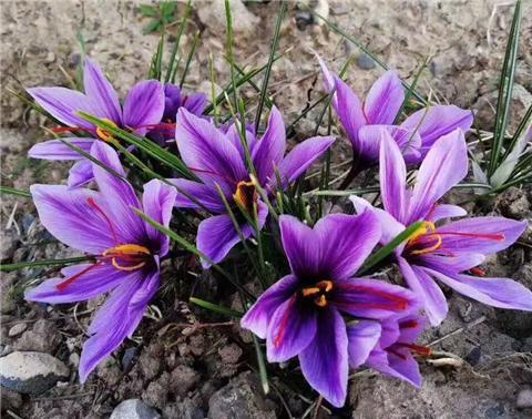 养盆名贵"药材花",耐寒耐冻,开花十分美丽