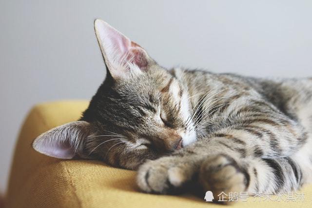 暖阳的秋日 熟睡的喵星人 它是真睡了吗 腾讯新闻