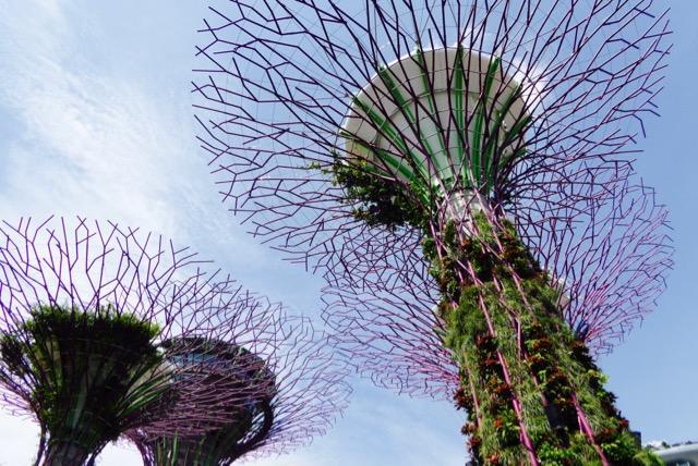 新加坡生态树图片
