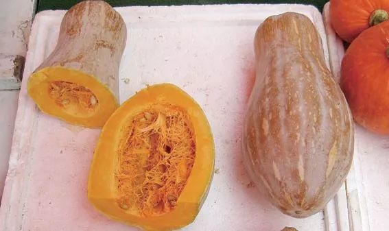 扁圆 长圆 长筒 中国哪种南瓜最好吃 腾讯新闻
