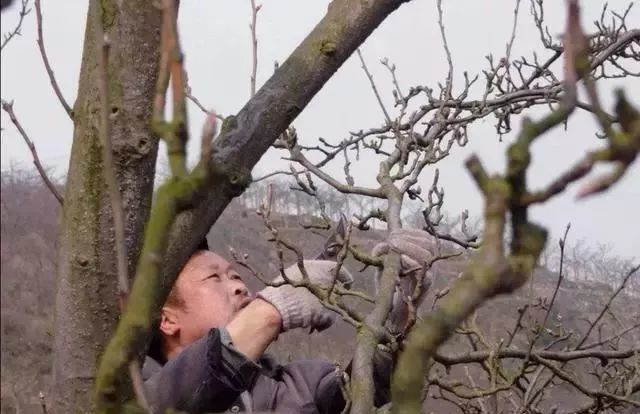 结果母枝|果树修剪一定要六亲不认：摘帽子、卸膀子、脱裙子，分别指什么？