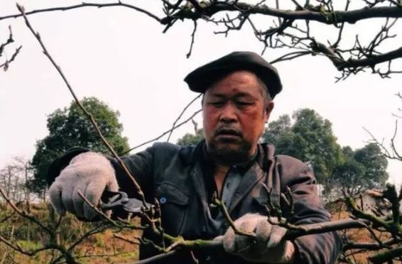 结果母枝|果树修剪一定要六亲不认：摘帽子、卸膀子、脱裙子，分别指什么？