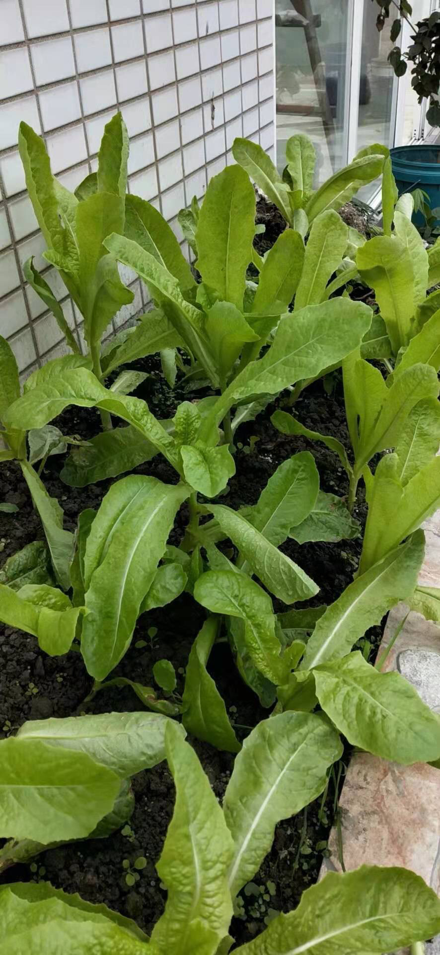 千金菜的来龙去脉