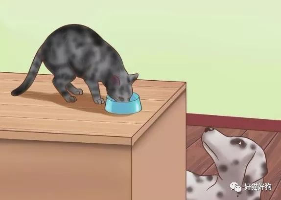 狗吃猫粮的副作用和几大风险,以及让狗狗远离