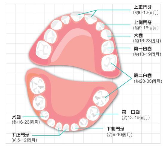 寶寶的牙齒生長順序圖寶寶長牙順序圖片