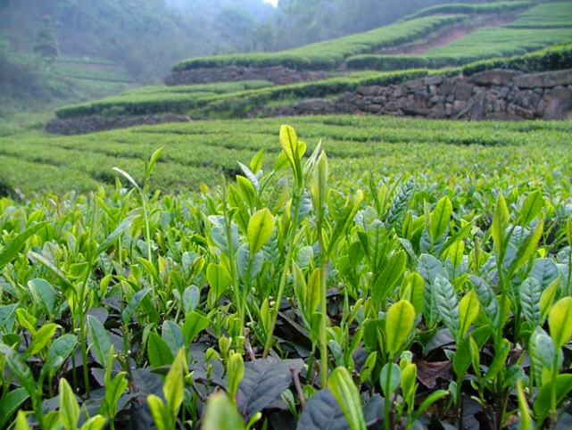 茶树原产地在哪里呢中国是茶树发源地我们从三个方面来解说