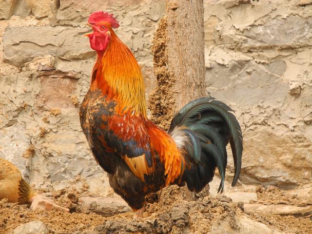 鸡最多能活多久,一直不吃东西,能活多少年