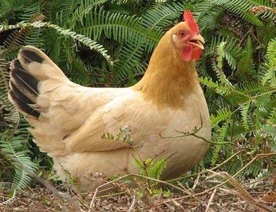 鸡最多能活多久,一直不吃东西,能活多少年