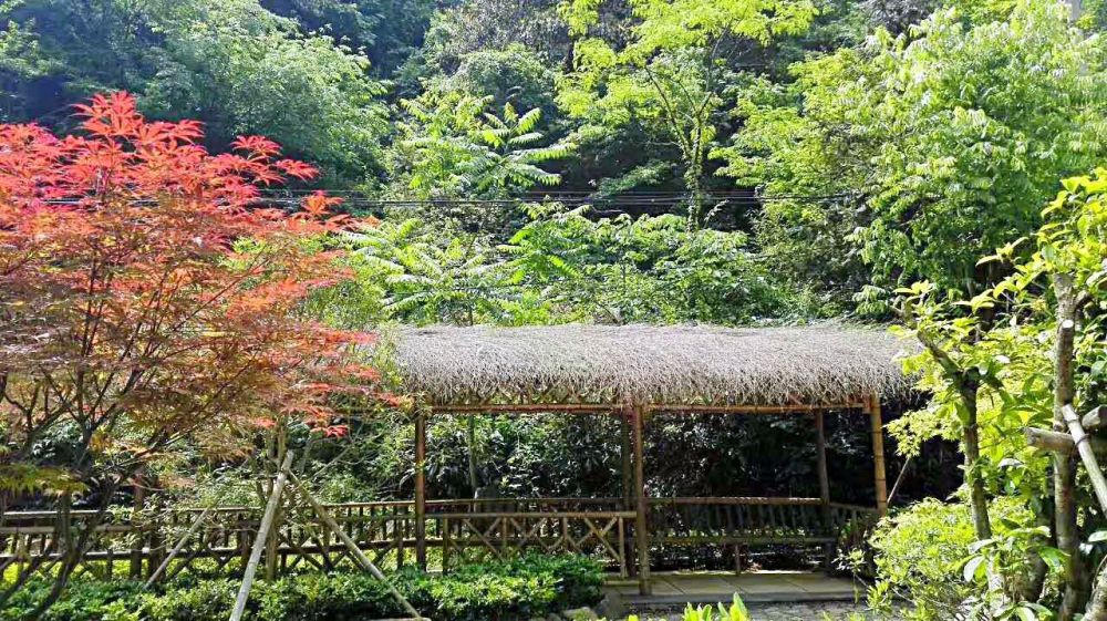 安吉报福镇踏雪谷 跟我一起来领略采菊东篱下 悠然现南山 腾讯新闻