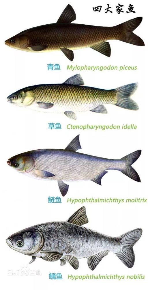 四大家鱼分别是哪些 腾讯新闻