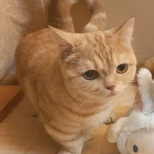 超可爱的猫咪头像一箩筐