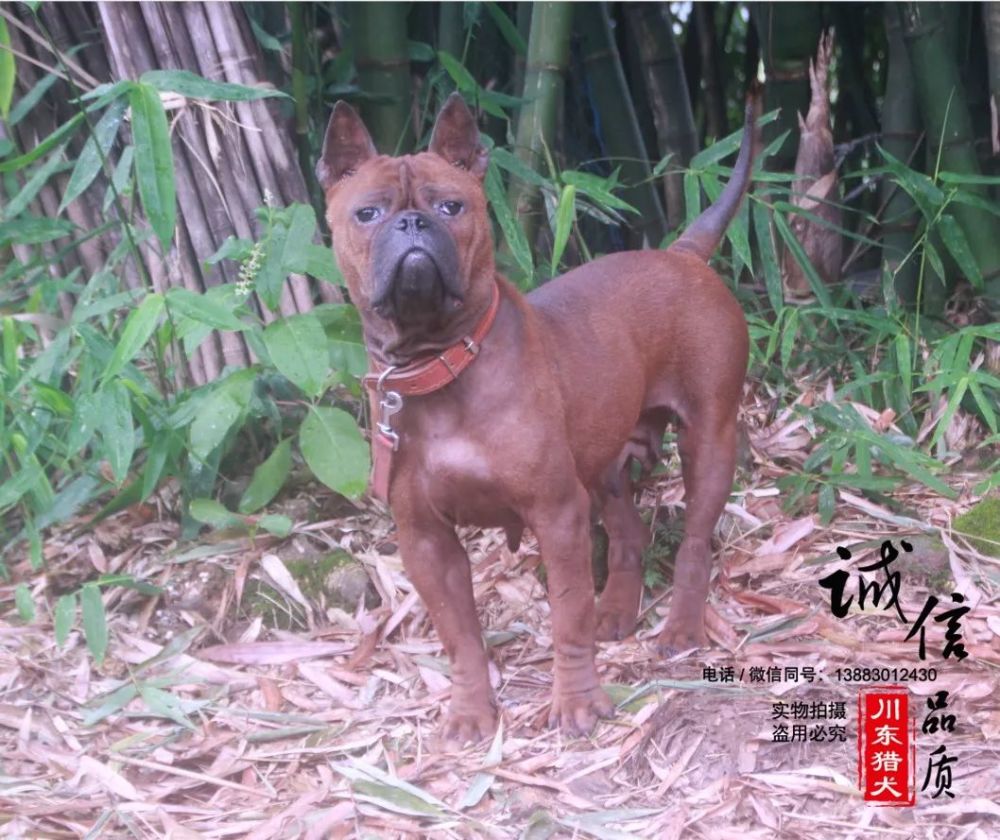 川东猎犬图鉴犬名苗苗母犬