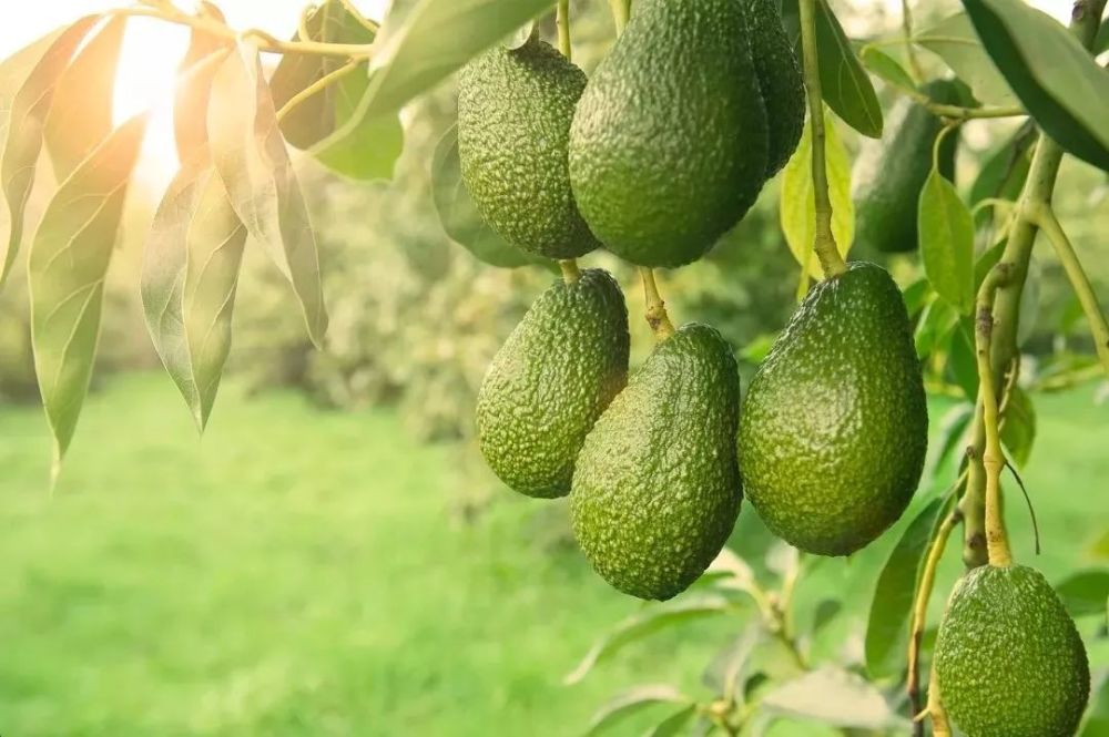 你的优质健身伴侣营养又美味的新西兰牛油果