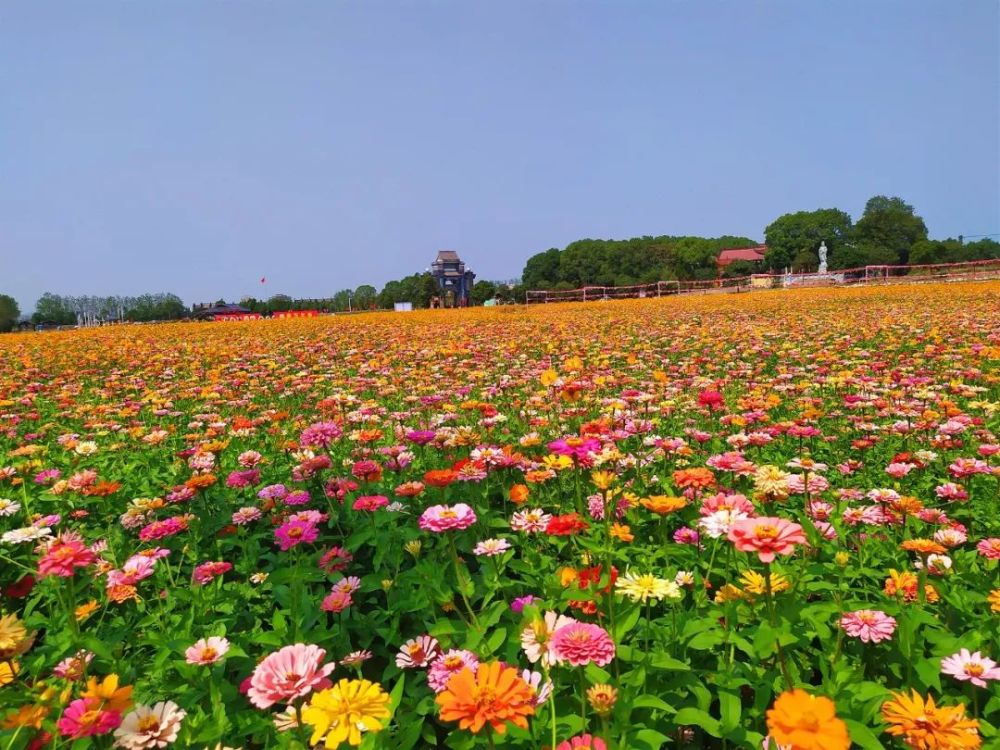 安义古村这个周末,票友们可以选择和花海来次约会持南昌旅游一卡通免