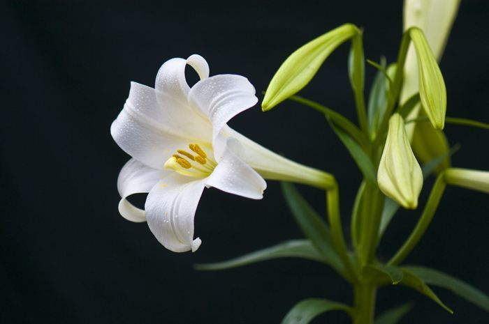 送老师的鲜花 送老师什么花好 腾讯新闻