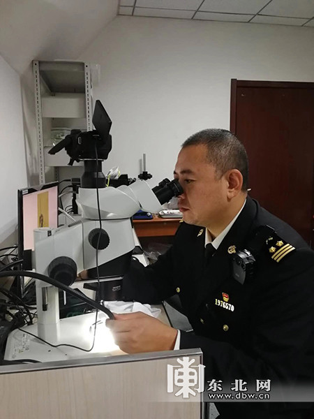 哈尔滨海关截获东北首例检疫性有害生物番石榴果实蝇