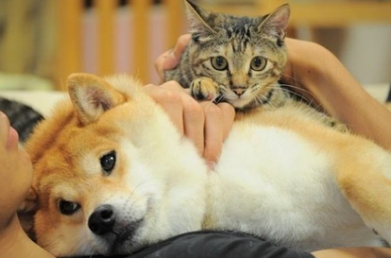 【解惑】猫咪胡子的五大作用?-bbin官网_ bbin投诉_bbin平台_bbin客服_bbin宝盈集团官网