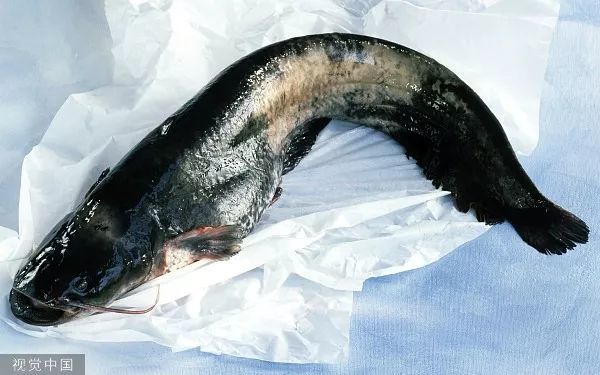 中国十大最脏鱼图片