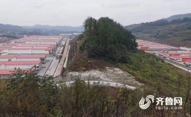 優質扶貧項目拉動產業發展棗莊豐都聯手打造蛋雞基地