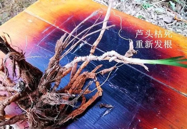 看9张图片,花5分钟时间搞懂,兰花的菌根是怎么形成的