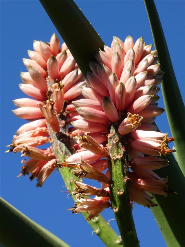 能长10多米高的大树芦荟,一般都不会用花盆养,开花特旺盛