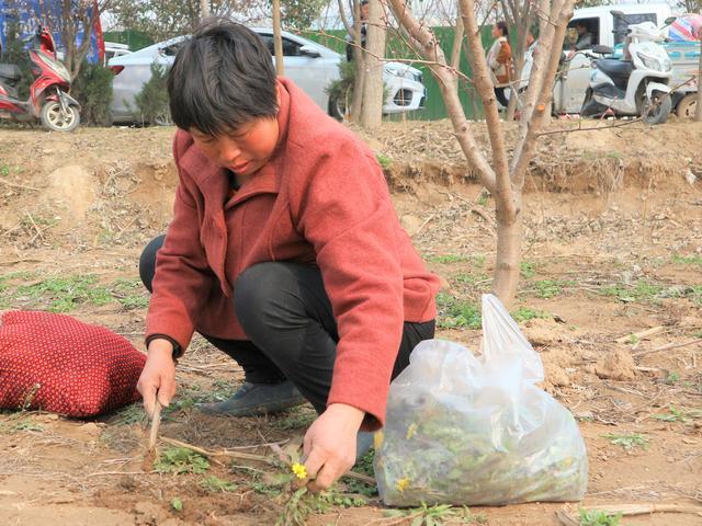 农村有一种不起眼的野草 既是野菜又是中药材 市场售价每斤2元 腾讯新闻