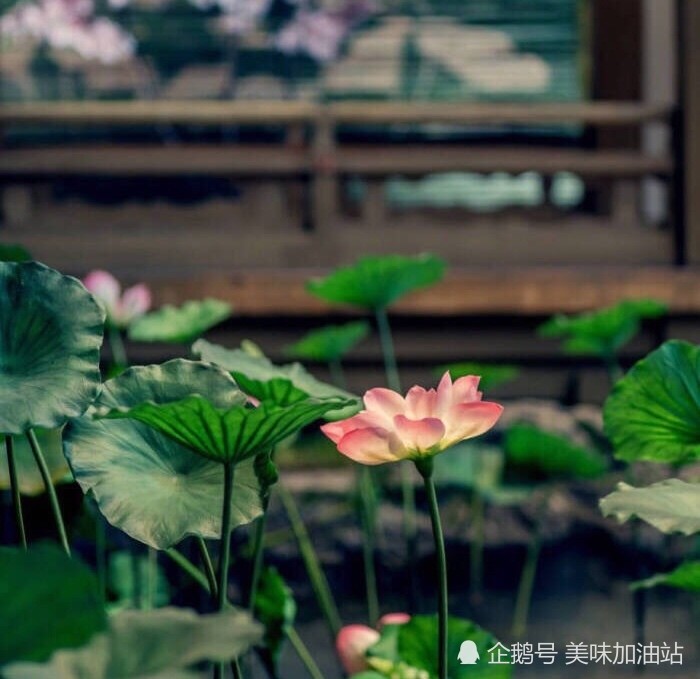 炸藕夹 零失败的4个关键点 肉不散藕不碎 咬一口直掉渣 腾讯新闻