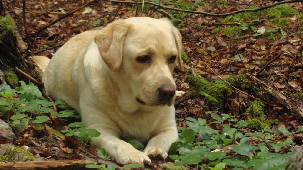 想在家里养拉布拉多这2个缺点有必要知道一下对主人还是有要求的
